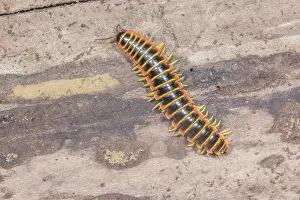 Myriapod Prints: Black-and-gold flat millipede (Apheloria virginiensis) portrait