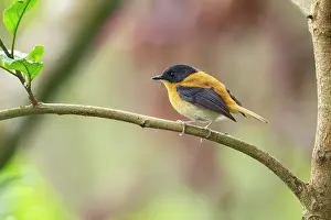 Endemic Prints: Black-and-orange flycatcher (Ficedula nigrorufa) perched on branch