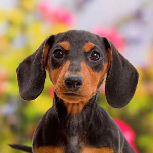 Canis Familiaris Gallery: Black-and-tan Dachshund puppy portrait