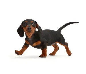 Images Dated 27th August 2016: Black-and-tan Dachshund puppy walking