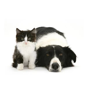 Black-and-white Border Collie bitch lying chin on floor with black-and-white kitten