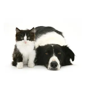 White Colour Prints: Black-and-white Border Collie bitch lying chin on floor with black-and-white kitten