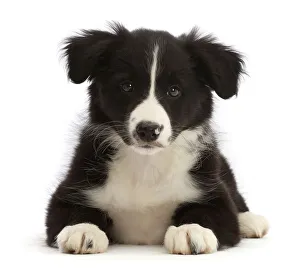 Black-and-white Border collie puppy, lying down, portrait