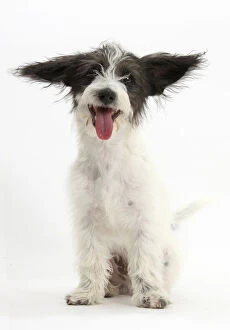 Crossbreed Collection: Black-and-white Jack-a-poo, Jack Russell cross Poodle puppy with ears pointing in
