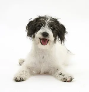 Black-and-white Jack-a-poo, Jack Russell cross Poodle puppy