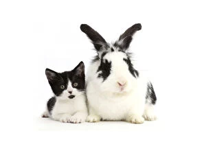 Black-and-white kitten, Loona, age 11 weeks, with black-and-white rabbit, Bandit