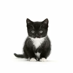 Front View Gallery: Black-and-white kitten sitting, against white background