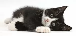 Black-and-white kitten, Solo, 7 weeks, lying on his side