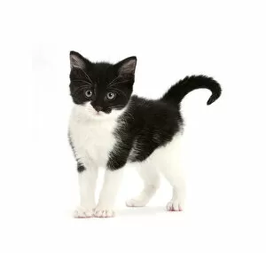 Apprehensive Gallery: Black-and-white kitten standing, against white background DIGITALLY ENHANCED