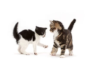 Black-and-white kitten trying to play with tortoiseshell-tabby kitten