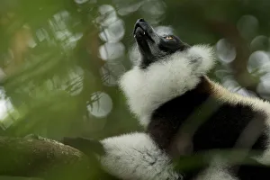 Black-and-white ruffed-lemur (Varecia variegata) looking up, Palmarium, Atsinanana