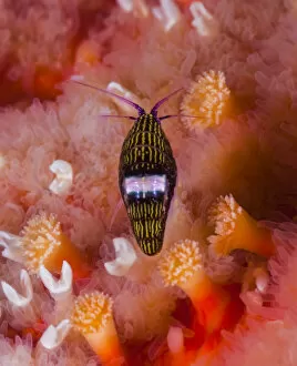 Images Dated 17th April 2020: Black-and-white sea flea (Chromopleustes oculatus) on a Sunflower star