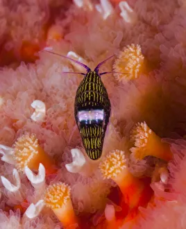 Black-and-white sea flea (Chromopleustes oculatus) on a Sunflower star