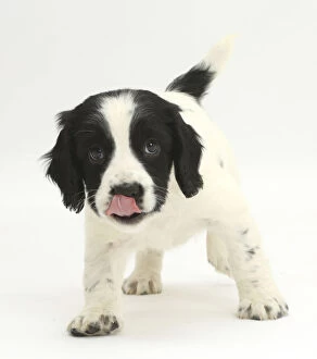 Puppies Gallery: Black-and-white Springer Spaniel puppy, age 6 weeks
