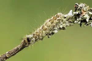 Noctuid Prints: Black arches (Lymantria monacha) caterpillar resting on a twig