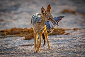 Canis Prints: Black-backed jackal (Canis mesomelas) carrying Dove prey in its mouth
