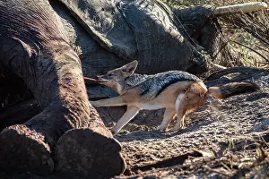 Canis Prints: Black-backed jackal (Canis mesomelas) feeding on Elephant (Loxodonta africana) carcass