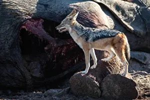 Canis Prints: Black-backed jackal (Canis mesomelas) standing next to Elephant (Loxodonta africana) carcass