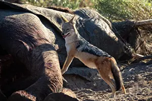 Canis Prints: Black-backed jackal (Canis mesomelas) standing next to Elephant (Loxodonta africana) carcass