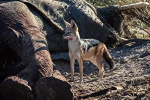 Canis Prints: Black-backed jackal (Canis mesomelas) standing next to Elephant (Loxodonta africana) carcass