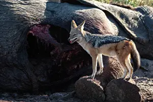 Canis Prints: Black-backed jackal (Canis mesomelas) standing next to Elephant (Loxodonta africana) carcass