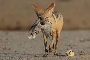 Canis Prints: Black-backed jackal (Lupulella mesomelas) carrying Dove (Streptopelia sp)