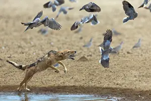 Jumping Prints: Black-backed jackal (Lupulella mesomelas) hunting flock of Ring-neck doves (Streptopelia capicola)