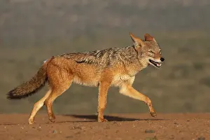 Walking Prints: Black-backed jackal (Lupulella mesomelas) walking