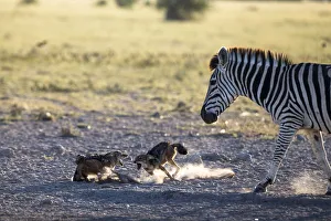 Miispecies Prints: Black-backed jackals (Canis mesomelas) two fighting with Plains / Burchell zebra
