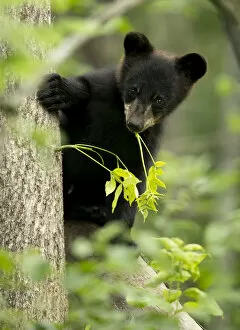 Images Dated 22nd June 2017: Black bear cub (Ursus americanus) climbing a tree, Minnesota, USA, June