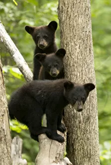 North American Wildlife Collection: Black bear cubs (Ursus americanus) standing in a tree, Minnesota, USA, June