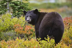 Images Dated 10th January 2012: Black bear (Ursus americana) foraging for alpine berries during Autumn, Cascade Mountains