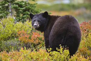 Black bear (Ursus americana) foraging for alpine berries during Autumn, Cascade Mountains