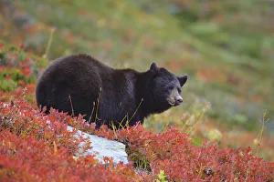 Mountains Prints: Black bear (Ursus americana) foraging for alpine berries during Autumn, Cascade Mountains