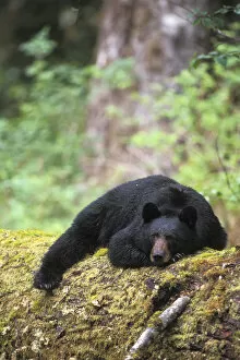 Images Dated 20th November 2012: Black bear (Ursus americanus) adult resting on an old growth log in the Olympic rainforest