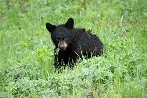 Grass Prints: Black bear (Ursus americanus) cub