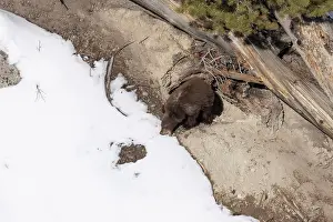 Climate Change Prints: Black bear (Ursus americanus) cub emerging from its winter den to grab a bite of snow for moisture