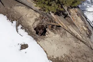 Climate Change Prints: Black bear (Ursus americanus) cub emerging from its winter den to grab a bite of snow for moisture
