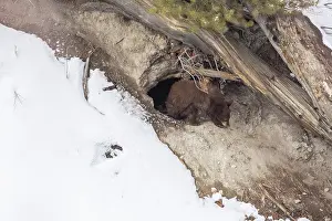 Climate Change Prints: Black bear (Ursus americanus) cub emerging from its winter den to grab a bite of snow for moisture