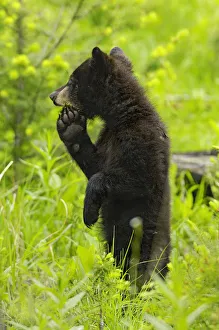 Cubs Prints: Black bear (ursus americanus) cub standing on hind legs, Yellowstone National Park
