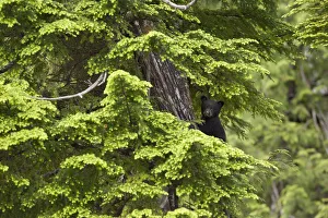 Images Dated 2006 June: 18 Jun 2006