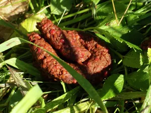 Ursidae Prints: Black bear (Ursus americanus) faeces amongst the berry fields