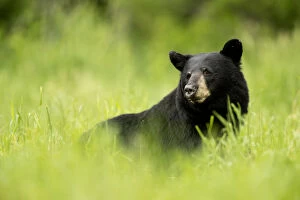 Black bear (Ursus americanus) male resting in grass meadow, Minnesota, USA, June