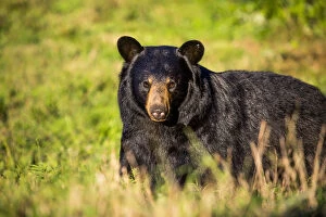 Images Dated 23rd September 2015: Black bear (Ursus americanus), preparing for hibernation. Maine, USA