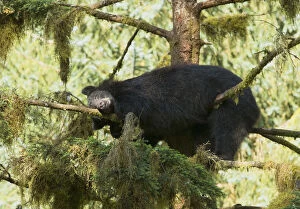 Black Bear (Ursus americanus) sleeping in a Sitka Spruce tree (Picea sitchensis)