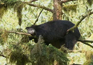 Gymnosperm Prints: Black Bear (Ursus americanus) sleeping in a Sitka Spruce tree (Picea sitchensis)