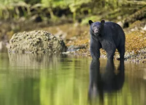 Images Dated 2nd September 2008: Black Bear (Ursus americanus) at waters edge, Barkley Sound, Vancouver Island, British Columbia