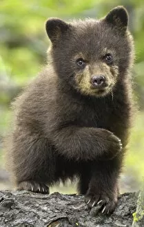 Images Dated 24th May 2008: Black bear (Ursus americanus) young cub portrait, Yellowstone National Park, Wyoming, USA
