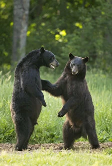 Ursidae Gallery: Black bears (Ursus americanus) standing on back legs, fighting, Minnesota, USA, June