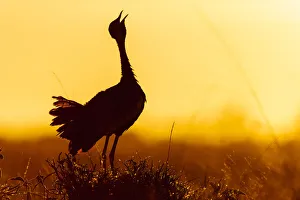 Black-bellied bustard (Lissotis melanogaster) male calling at sunrise